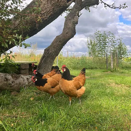 شقة Hof Appelbue - Urlaub In Zwei Im Storchendorf *