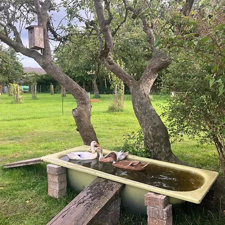 Hof Appelbue - Urlaub In Zwei Im Storchendorf شقة Bergenhusen